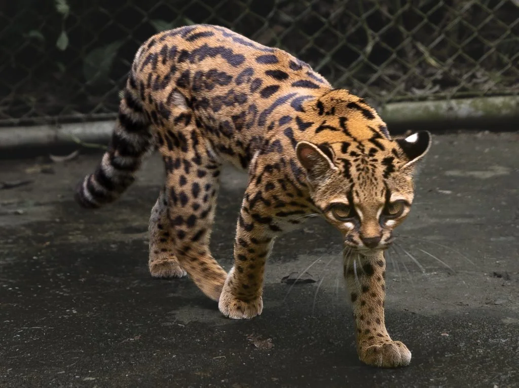 A stray kitten turned out to be a new cat species