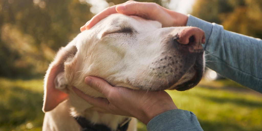 Hunden blir klappad på huvudet