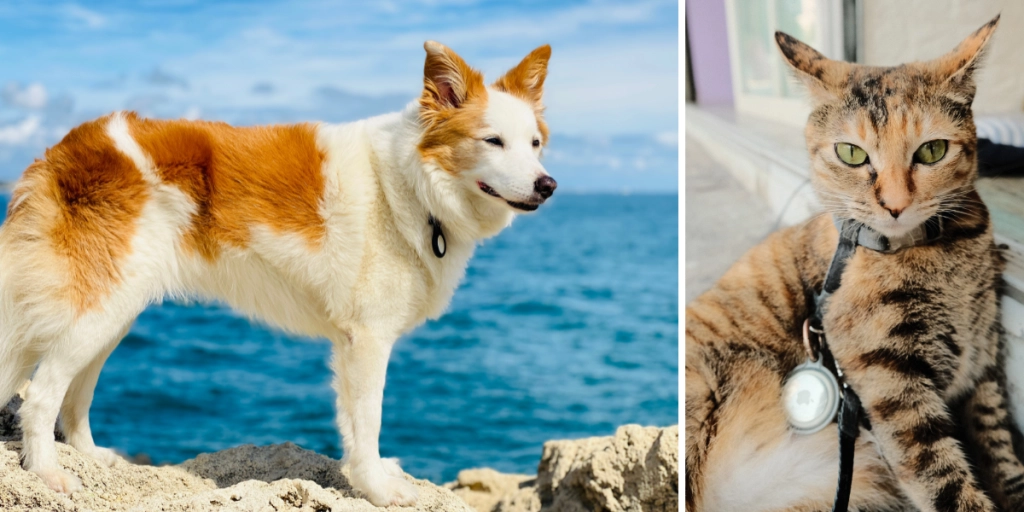 Hund og kat med Airtag