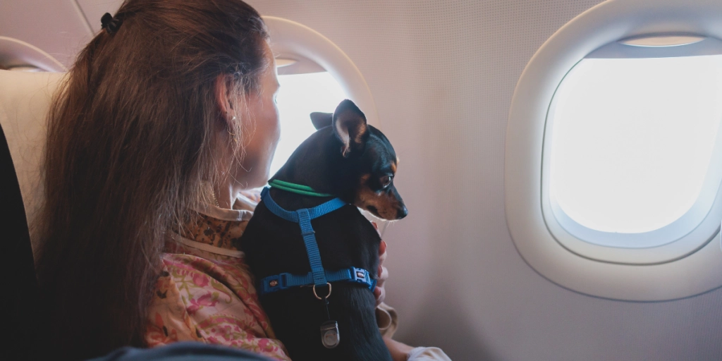 Kvinna sitter med sin lilla hund på flyget