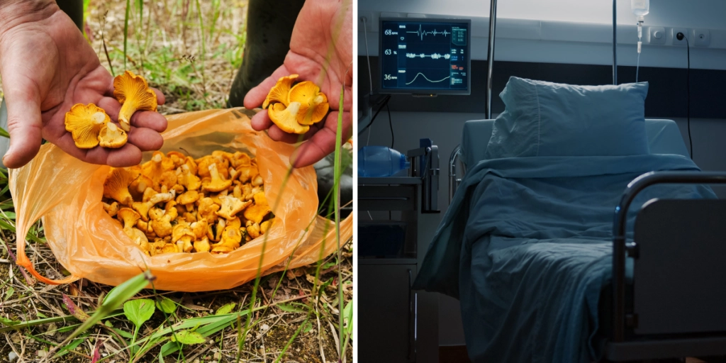 Kantareller i skogen / en tom sjukhussäng