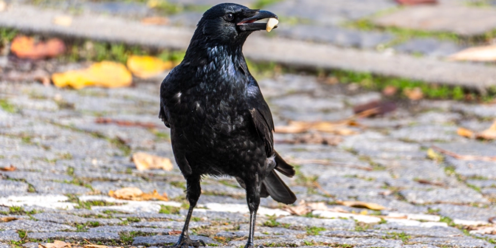 Kråka samlar upp saker på stan