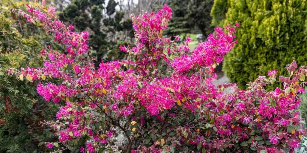 loropetalum, bush, busk,