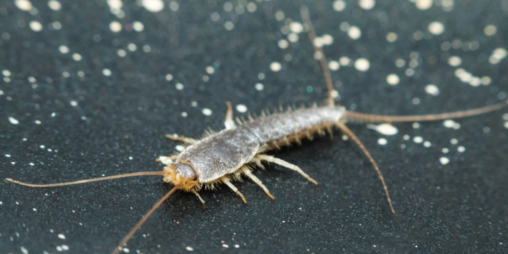 Skægkræ, kryb, insekter