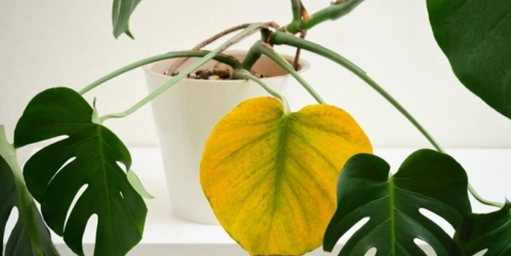 Bliver bladene på dine planter pludselig gule? Her er hvad planten prøver at fortælle dig