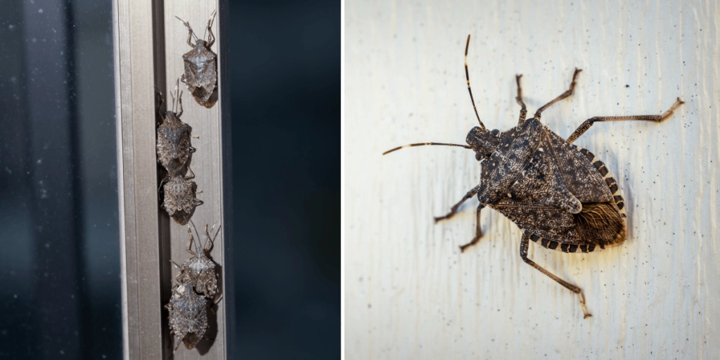Bärfis, Stink bug