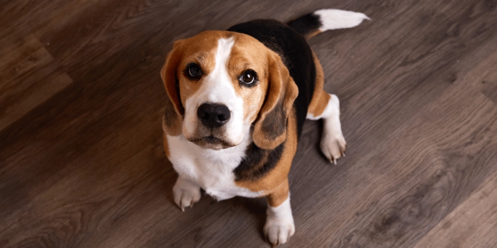 Din hund läser av dig på fler sätt än du tror: Det här märker hunden långt innan du själv gör det