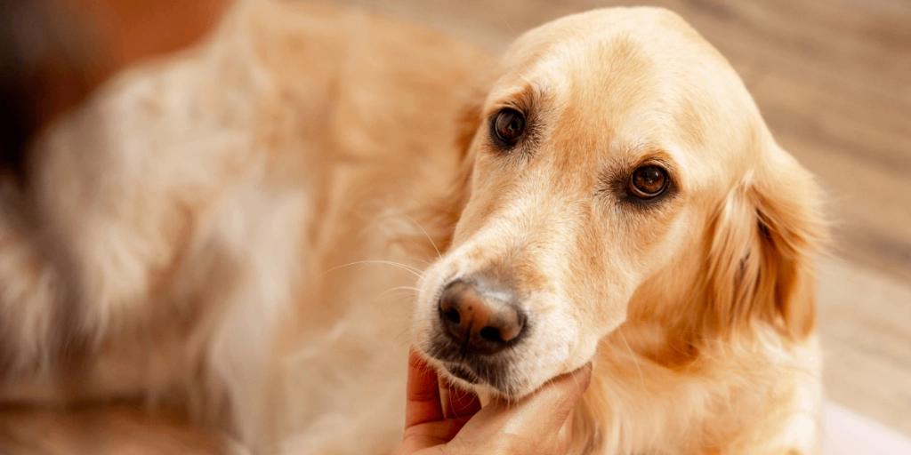 Psykologen förklarar: Det säger det om dig om du pratar med din hund som en människa