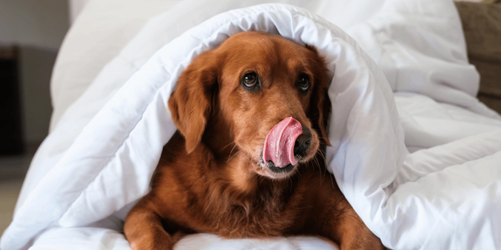Hund ligger i en säng