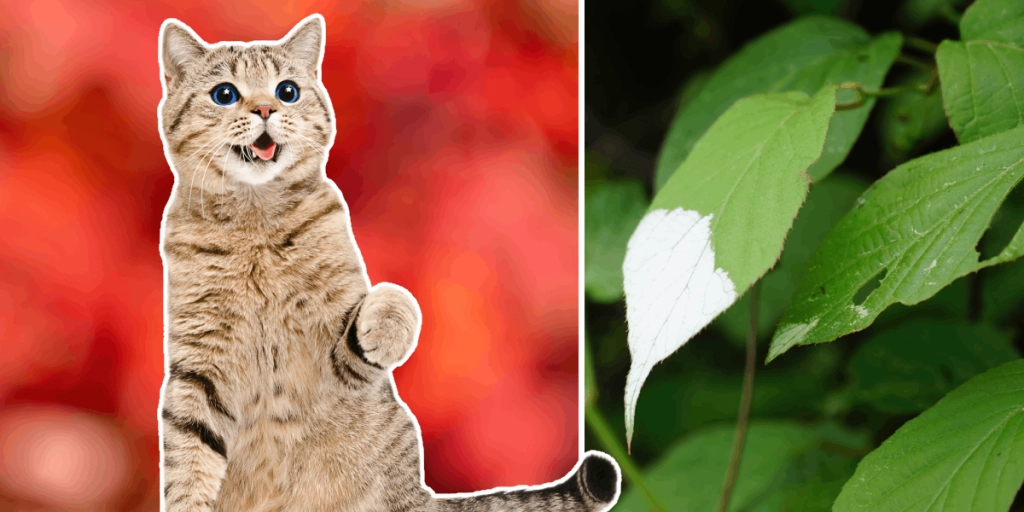 Katt, Actinidia polygama