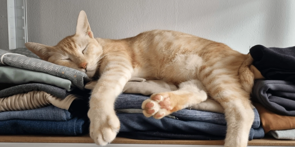 Katt sover på kläder