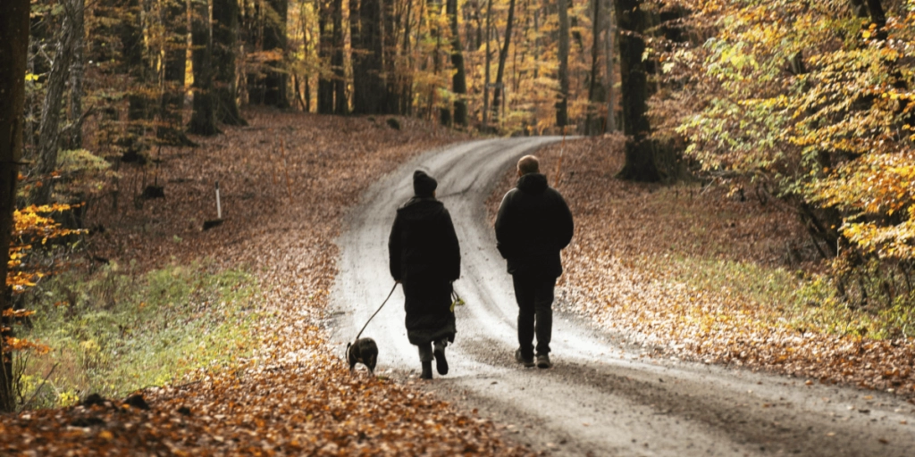 Promenad i skogen, Höst, Natur, Skog