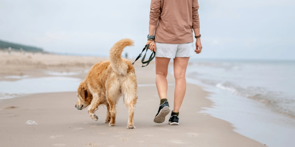 Hund, Hundpromenad