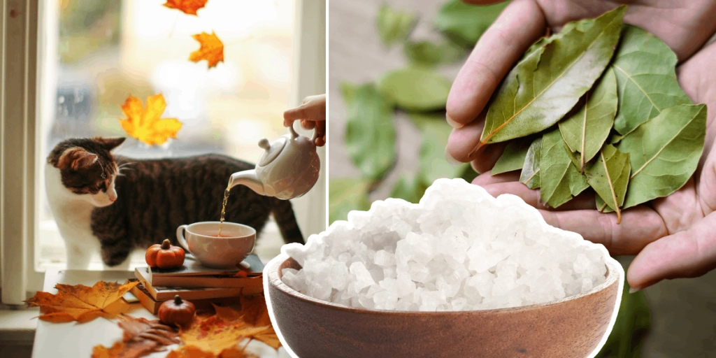 Lägg lagerblad och salt i en skål: Gamla husmorsknepet löser ett vanligt problem hemma