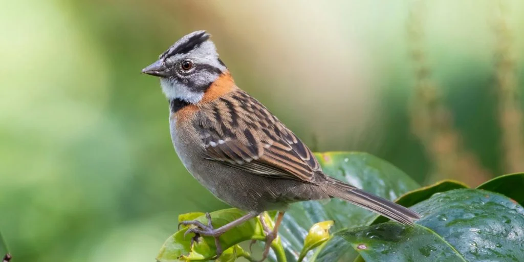 Rufous-collared sparrow (Zonotrichia capensis) at the top of the coffee tree.