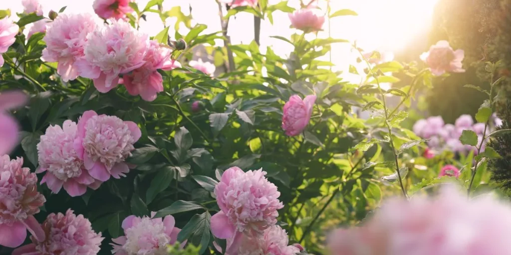 Peonies, pæoner