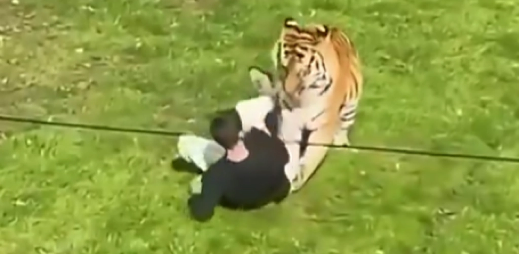 23-årig blev dræbt af tiger: Nu bryder familien tavsheden