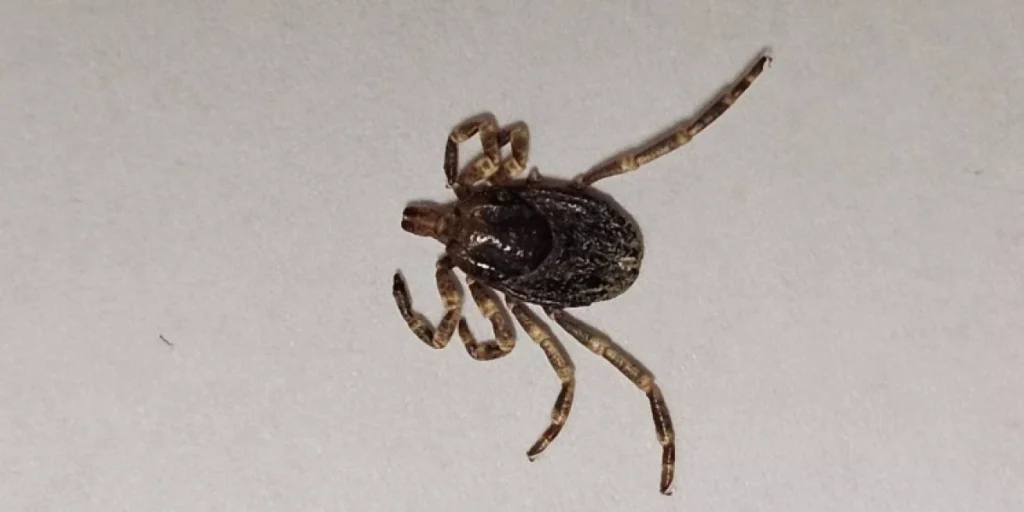 Hyalomma excavatum, flått, tick, tege
