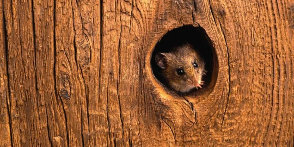 Mouse in hole, wood, mus, rotte, skadedyr