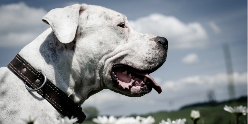 Dogo Argentino