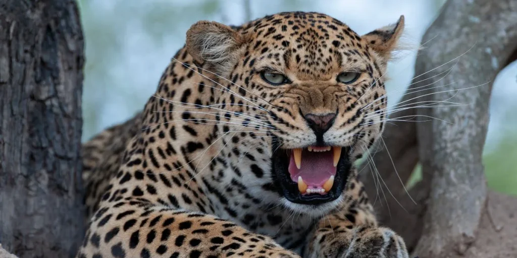Frygtelig tragedie i zoologisk have: Kvinde dræbt af leopard