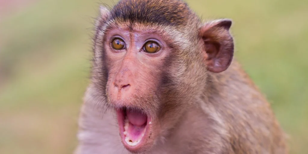 Monkey