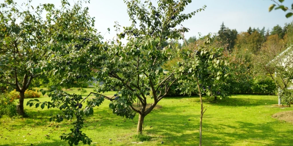 plum tree, blommetræ