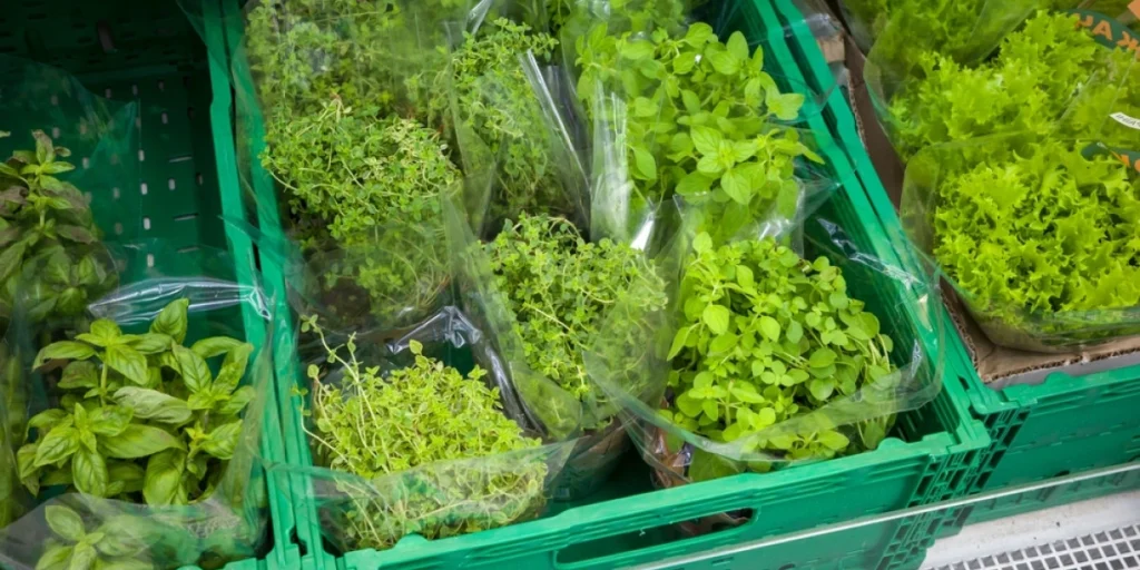 Greens,For,Salads,On,The,Counter,In,The,Store,basil, spices, friske krydderurter, basilikum, timian, salat