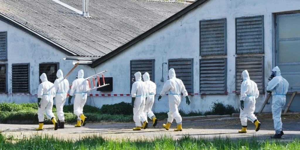 Bird Flu, virus, infected, mennesker i verneutstyr, fugleinfluensa