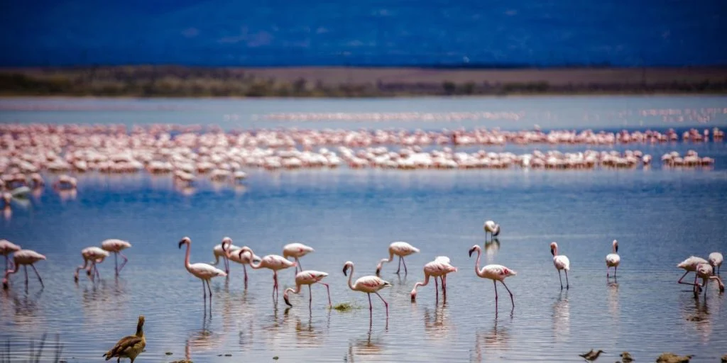 Flamingoer, Kenya, Afrika