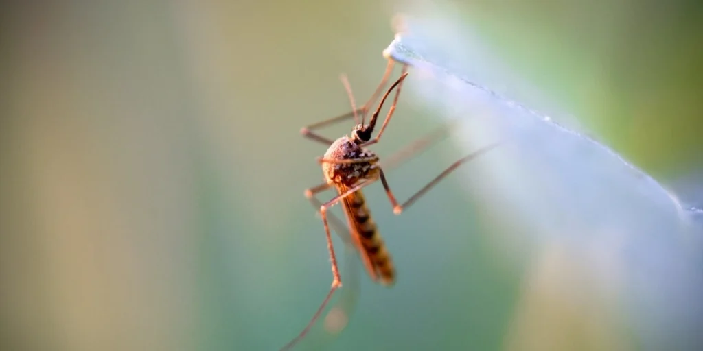 Farlig virus sprer seg nordover i Europa: Nå advarer helsemyndighetene